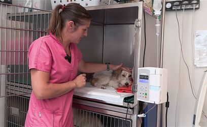 Hospitalisation et parcours félin