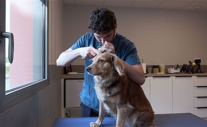 Consultation générale