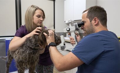 Activités de référé