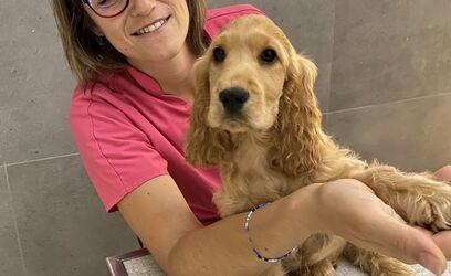 Animaux de compagnie